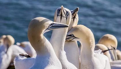 九游网页版官网-【录像解析】经典犯规事件与规则重新解读，犯规术语