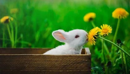 九游娱乐下载-线上直播互动，粉丝如何成为“主播”？，主播怎么做粉丝活动